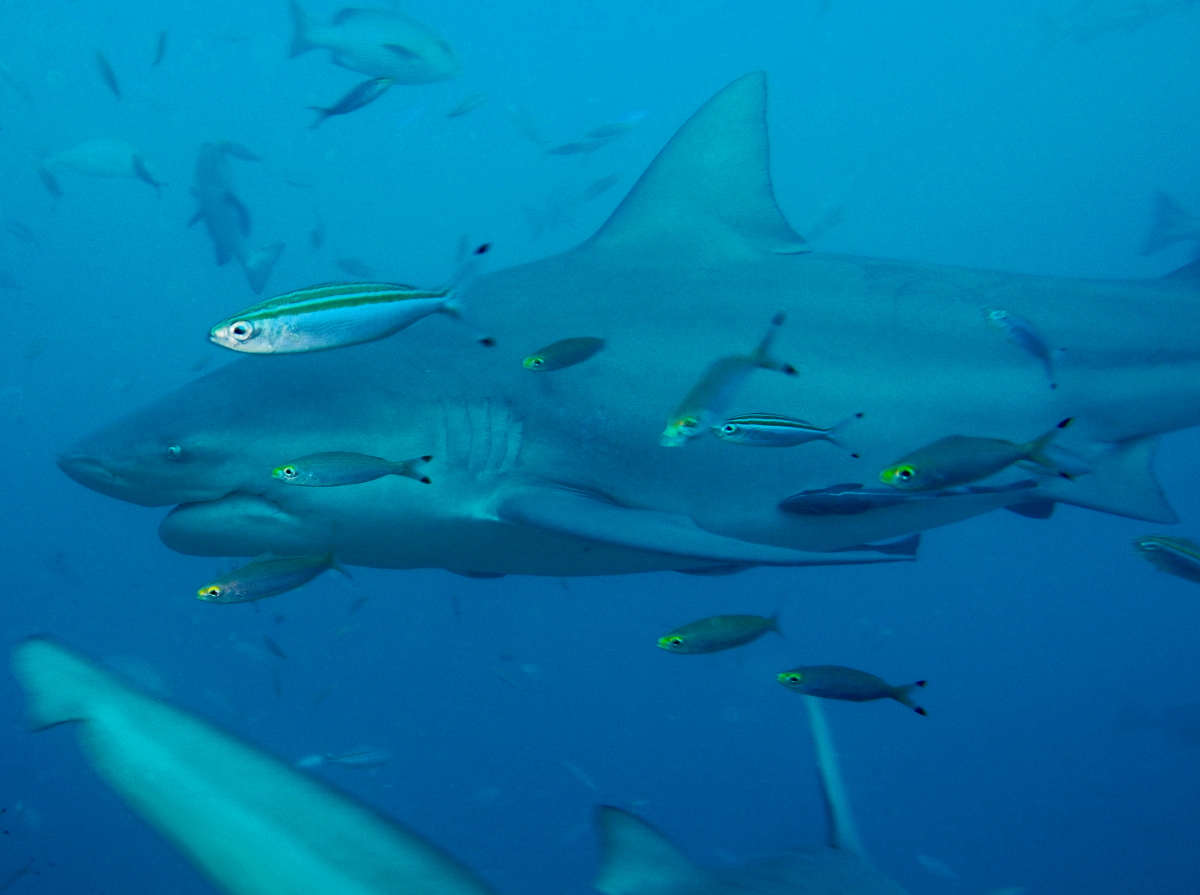 Bull Shark